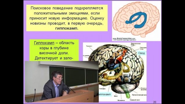 Мозг и потребности человека — 3