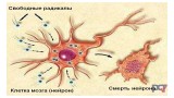 Роль активных форм кислорода в развитии патологий. Часть 3. Заболевания нервной и эндокринной систем. Канцерогенез. Старение и сопряженные с ним болезни.